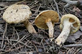Image result for Suillus wasatchicus