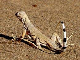 Maps for people who love the outdoors. Zebra Tailed Lizard Care Sheet Pethelpful
