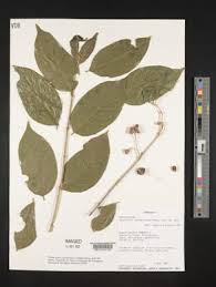 Image result for Achyrospermum laterale