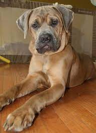 Adopt Nikki On Petfinder Mastiff Puppies Corso Dog Cane Corso Puppies