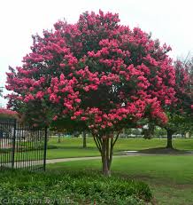 Crepe Myrtle Colors