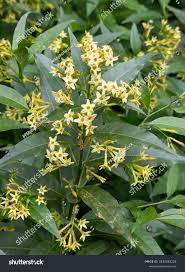 Image result for Cestrum parqui