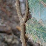 Image result for Rawsonia lucida