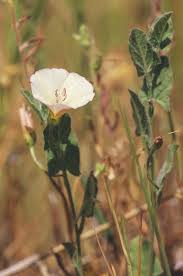 Image result for Convolvulus farinosus