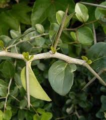 Image result for Dovyalis afra