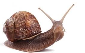 Snail Facials Would You Do This Snails In Garden Snail Snail Art
