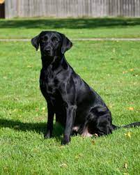 13151 185th st milaca, mn 56353. Minnesota British Lab Puppies Hunting Dog Litters Kt British Labs