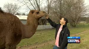 Free movement dance sg 58.090 views6 months ago. Scooby The Camel Takes Over The Streets Of Toledo Wtol Com