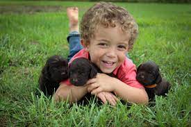 Find boykin spaniels for sale on oodle classifieds. Boykin Spaniels At Southern Side Kennels Home