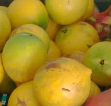 Image result for Pouteria