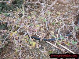 Image result for Commiphora caerulea
