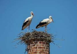 Maybe you would like to learn more about one of these? Birds In The Chimney Home Solutions