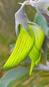 Image result for Crotalaria filicaulis