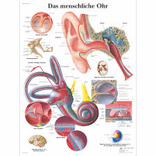Das menschliche Ohr - 1001334 - 3B Scientific - VR0243L - Ear, Nose and  Throat (ENT) anatomy charts and posters
