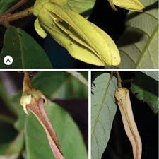 Image result for Dielsiothamnus divaricatus