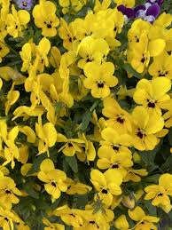 This flowering shrub grows 5 to 7 feet high and produces colorful yellow flowers in late spring. 43 Types Of Yellow Flowers With Names Meaning And Pictures Florgeous