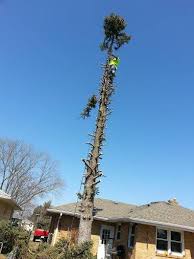 Our services vary widely from our competitors and we are pleased to offer the most options to our customers out of any other company in the surrounding area. Rockford Tree Service Home Facebook