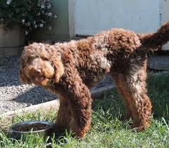 Maybe you would like to learn more about one of these? Labradoodle Puppies For Sale Oregon 3 Yr Guarantee Labradoodle Puppies For Sale Labradoodle Puppy Labradoodle