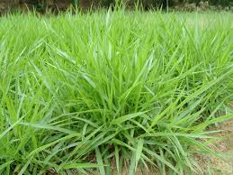 Image result for Moorochloa eruciformis