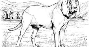 Bloodhound Dog Coloring Page Super Coloring Dog Coloring Book Dog Coloring Page Puppy Coloring Pages