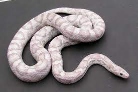 Moonstone Anery Lavender Cornsnake Pet Snake Corn Snake Animal Room