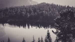 Check spelling or type a new query. Download Free Black And White Forest Wallpaper Pixelstalk Net