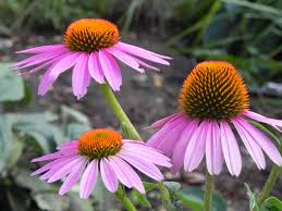 Найди ответ на свой вопрос: Wisconsin Nature At Home Plant By Habitat Tall Grass Prairie