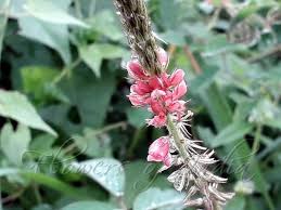 Image result for Indigofera hirsuta