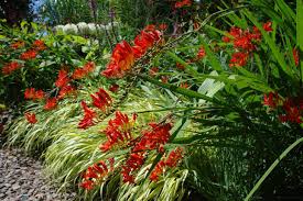Montbretien Crocosmia Mit Grasern Kombiniert Garten Pflanzen Moderner Garten