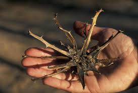 Image result for Harpagophytum procumbens