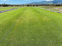 Maybe you would like to learn more about one of these? Sea Your Lawn In A New Light Hawaiian Turfgrass Hawaii Renovation
