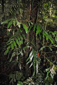 Image result for Lomariopsis