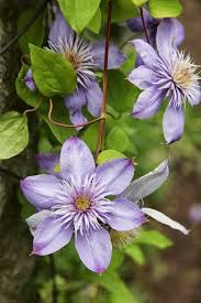 Is the pruning for such use different (and by the way, are there some groups of clematis i should never use this way)?. Pin On Garden
