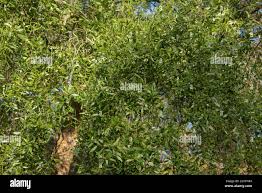 Image result for Maytenus chasei