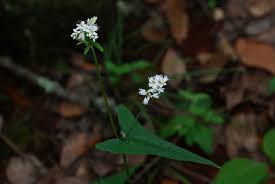 Image result for Fagopyrum snowdenii