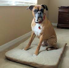 Wash'n zip pet bed has an overall score of 4.2 out of 5 stars. Worlds Cleanest Pet Bed Wash N Zip My Life Abundant