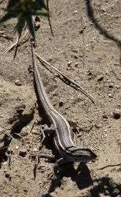 Image result for Laggera gracilis