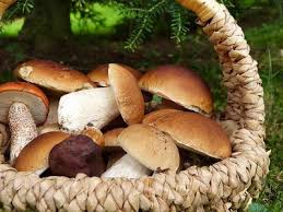 Pilzkulturen sind zudem sehr pflegeleicht und ganzjährig möglich. Meine Ernte Steinpilze Zuchten Im Eigenen Garten