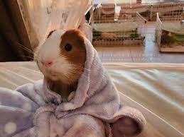 Pin On Porquinho Da India