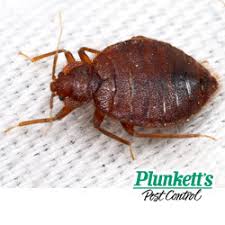 We did not find results for: The Case For Bed Bug Heat Treatments Vs Diy Bed Bug Treatments Plunkett S Pest Control
