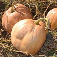 Image result for Cucurbita moschata
