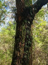 Image result for Asplenium aethiopicum