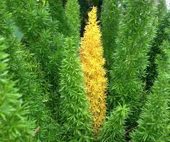 Foxtail Fern Has Owner Concerned Artistree Artistree