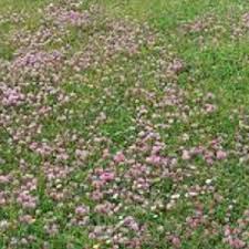 Apply at a rate of 1.5 pounds of actual nitrogen per 1000 square feet. Daisy Clover Heritage Lawn Grass Seed Grass Seed Wildflower Seed