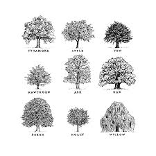 Woodennest Oak Tree Tattoo Oak Tree Drawings Tree Sketches