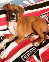 Bella is indian puppy, 1.5 months old. Boxer Breeders In California Top 7 Picks 2021 We Love Doodles