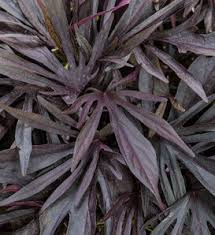 Image result for Ipomoea simonsiana