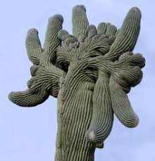 Decide how to begin growing your cactus. 23 Cactus Etc Ideas Cactus Plants Flowers