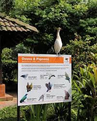 It is a popular tourist attraction in the country grab your kl bird park ticket + one way transfer today. Kl Bird Park Visitor S Guide Review What To Expect