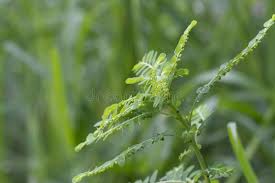 Image result for Phyllanthus pentandrus